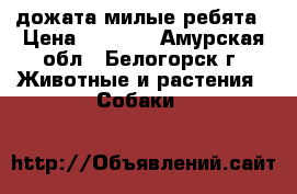 дожата милые ребята › Цена ­ 7 000 - Амурская обл., Белогорск г. Животные и растения » Собаки   